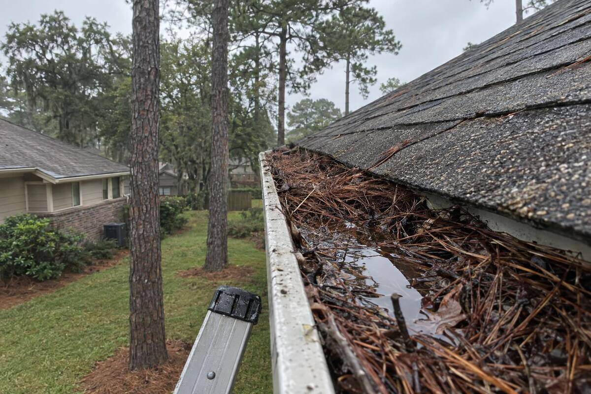 Aluminum gutter filled to the brim with brown pine needles beside a roof edge